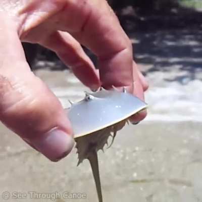 ? Juvenile and Adult Horseshoe Crabs. In 450 million years, Horseshoe Crabs have hardly changed.