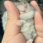 When your human is delicious ?