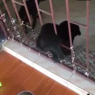 The Great Puppy Prison Escape