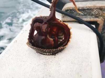 ? Captured Octopus makes a break for it!!