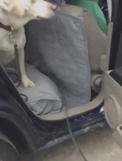 Dog helping his buddy out the car