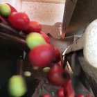High speed fruit sorting