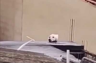"What the dog Doing"
