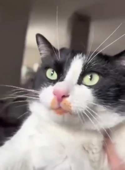 Alleged food thief