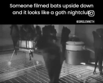 ? bats hanging upside down at night.