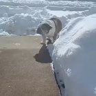He loves snow