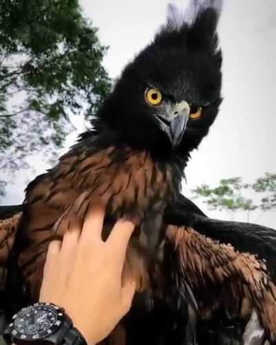? ? Black and Chestnut Eagle ? ?