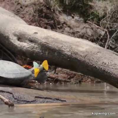 ?Butterflies in Amazon drinking tears from the eyes of the turtle..