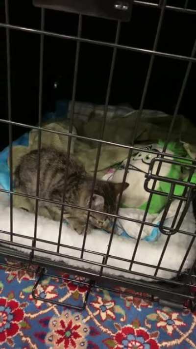 Husband found a kitty on the freeway! We realized he just wanted to be held! He’s up for adoption at East Valley Animal Shelter in Los Angeles! (A1957212)