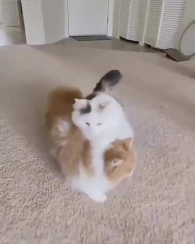they leapfrog!