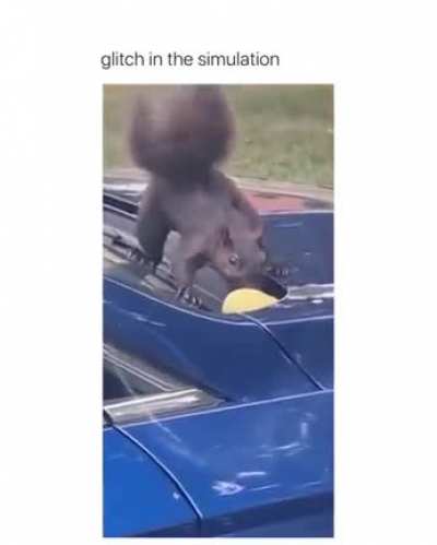 squirrel on simulation