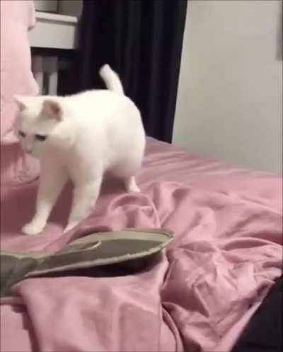 this cat vibing too hard ?