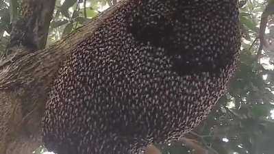 Giant Honeybees protect their hive from predators with a ripple effect known as "shimmering."