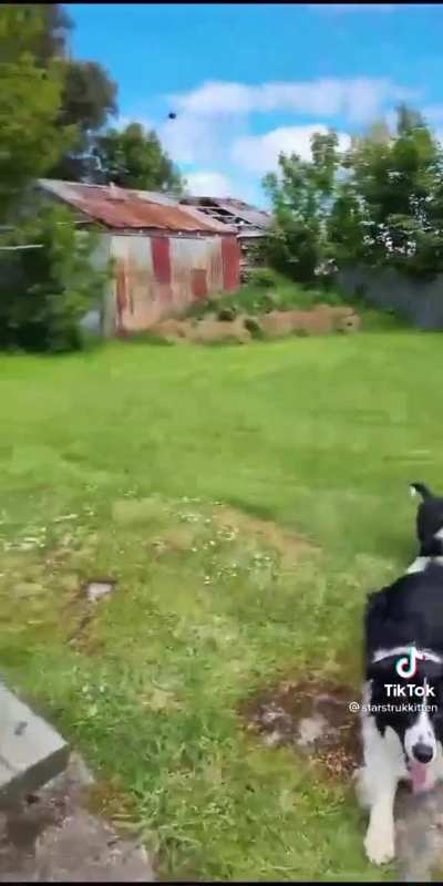 This is the most border collie shit I've ever seen ??