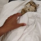 Tucking her in for the night