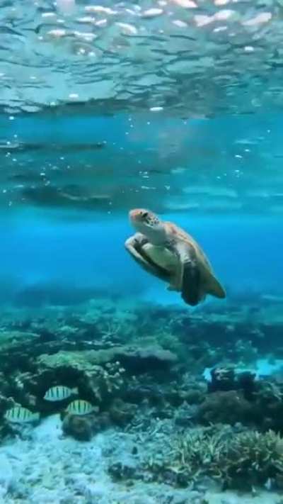 ? He just floats in the water