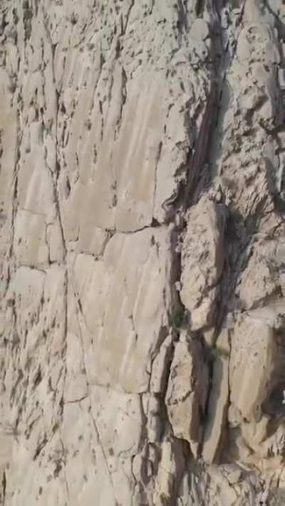 ? Zoom shot of a goat on a mountain ?