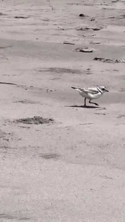 A bird running on sand