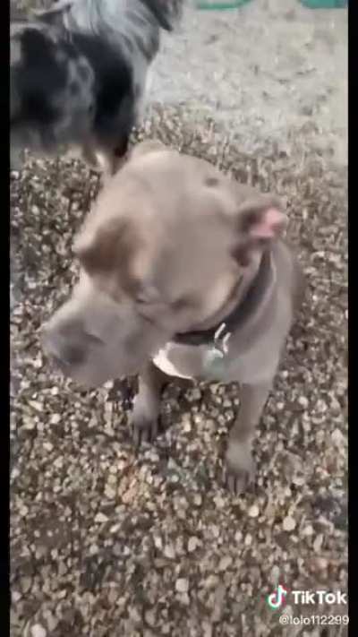 A pawsitively informative interview
