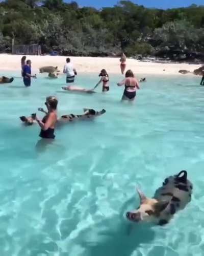 ?Pigs in the Bahamas love the water and will often swim with people at the beaches