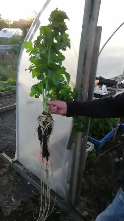 The massive parsnip