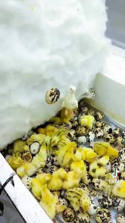 Hatching chicks...
