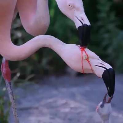 ?A flamingo couple feeding its young ?