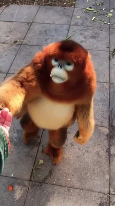 ? A Golden Snub-Nosed Monkey
