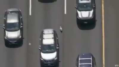 Pup Leads Chase On Highway