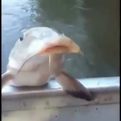 Fish, what he doing tho ?