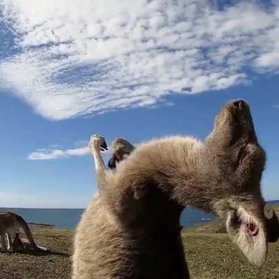 ? Kangaroo