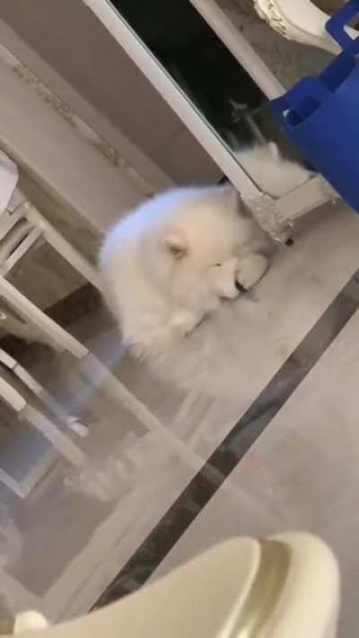 When no one is around to boop his snoot, he boops it himself
