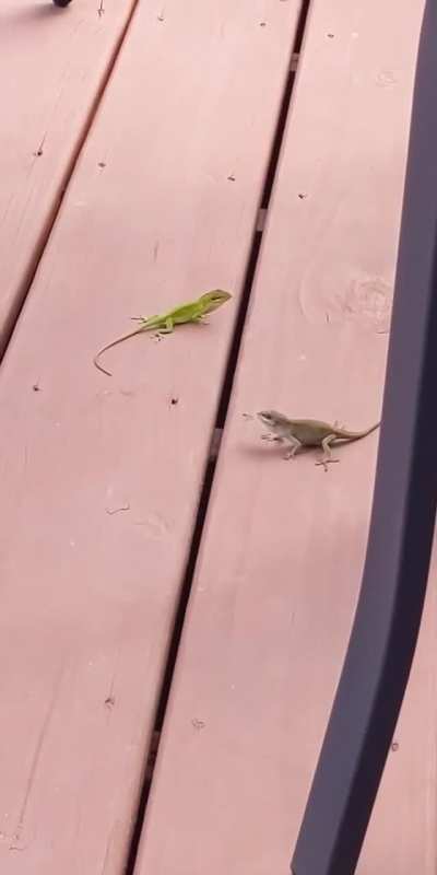 ? Two lizards in a standoff