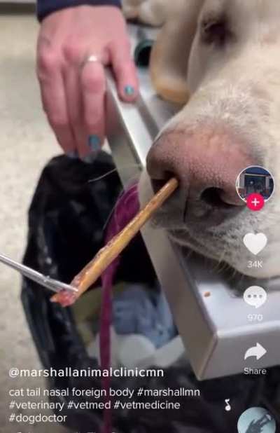 Removing a little splinter from a dog’s nose