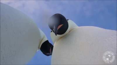? Curious Emperor penguins investigating a wildlife camera