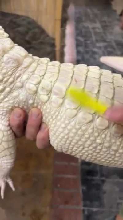Coconut the Gator