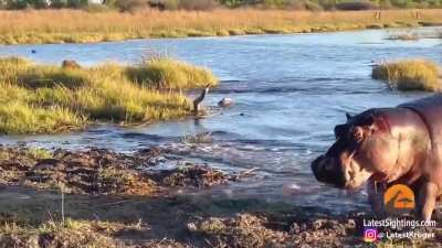 ? King of the jungle, Hippo, asserting his dominance over 3 male lions.