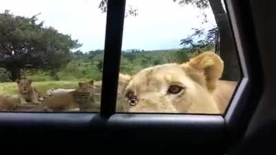 Ah good, my Uber finally arrived