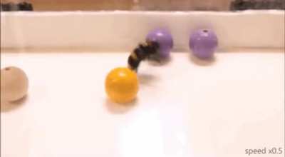 ? New research suggests that bumblebees like to play. The study shows that bumblebees seem to enjoy rolling around wooden balls, without being trained or receiving rewards—presumably just because it’s fun.