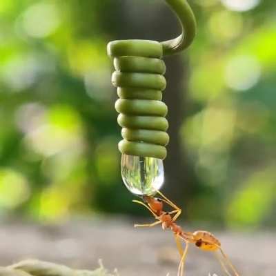 ? An Ant drinking water from a water droplet!