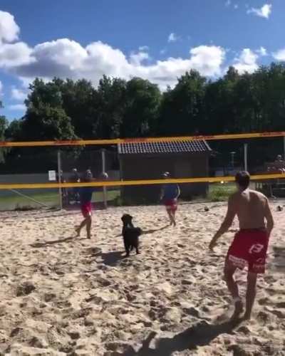 Volleyball Star