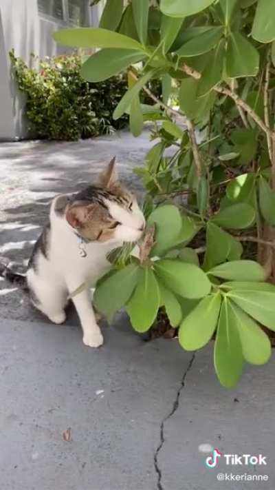 He bites