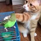 Just petting
