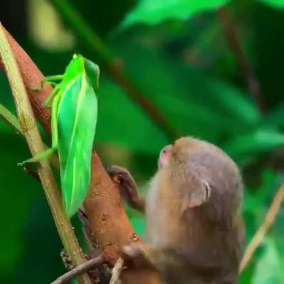 ? A pygmy marmoset completely fascinated by an insect