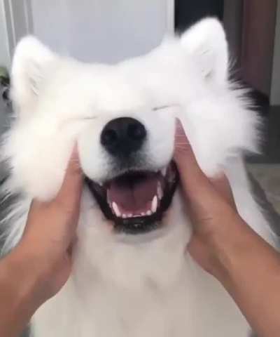How To Pet Your Dog