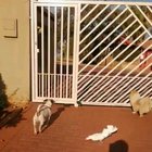 Australian doggie