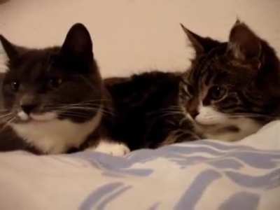 when you have chatty cats