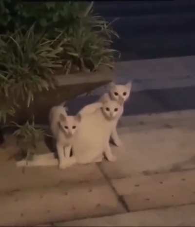 They line up perfectly