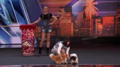 Maybe the best trained cats in the world