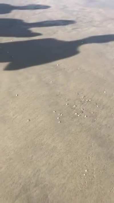 ? Massive amounts of shells pop out of sand in Florida.